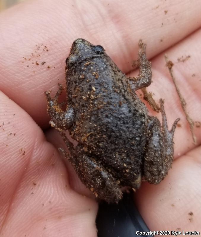 Eastern Narrow-mouthed Toad (Gastrophryne carolinensis)