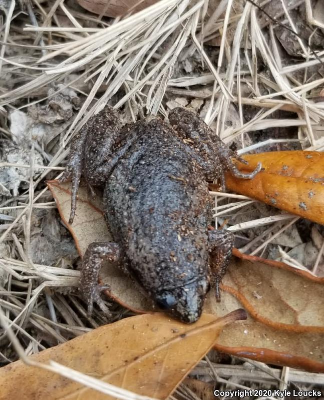 Eastern Narrow-mouthed Toad (Gastrophryne carolinensis)