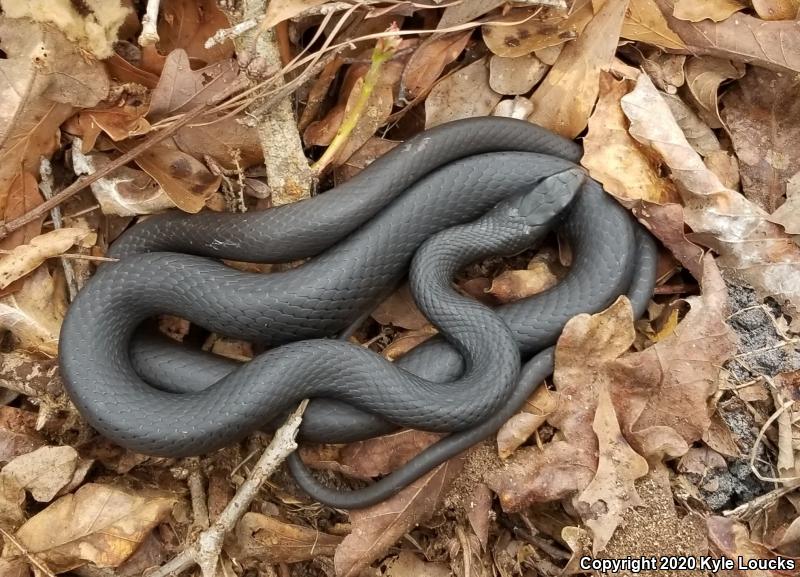 Southern Black Racer (Coluber constrictor priapus)