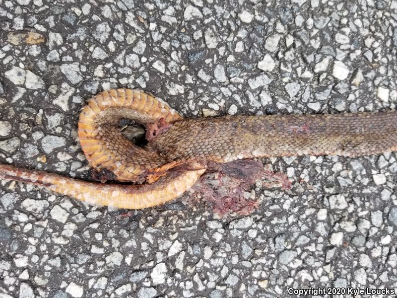 Red-bellied Watersnake (Nerodia erythrogaster erythrogaster)