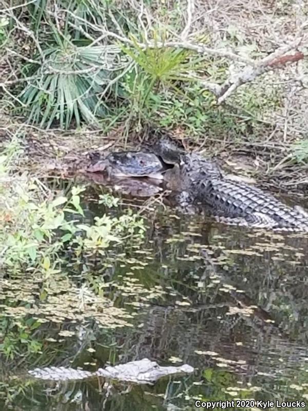 Florida Softshell (Apalone ferox)