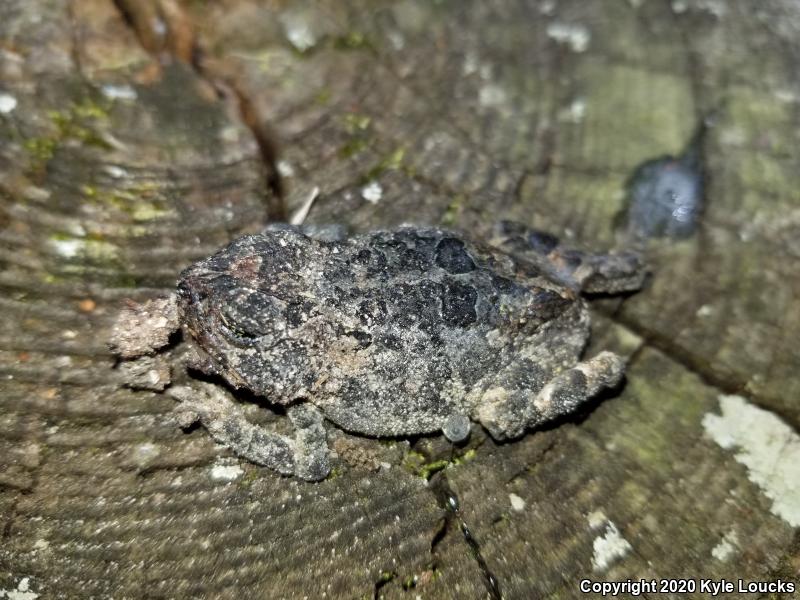 Oak Toad (Anaxyrus quercicus)