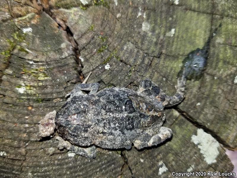 Oak Toad (Anaxyrus quercicus)