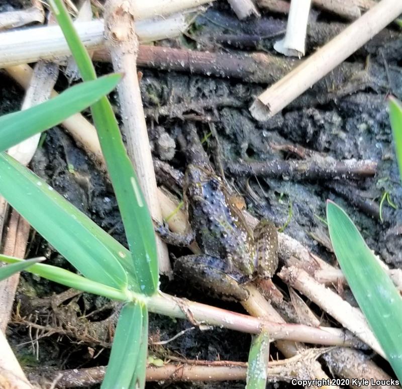 Florida Cricket Frog (Acris gryllus dorsalis)