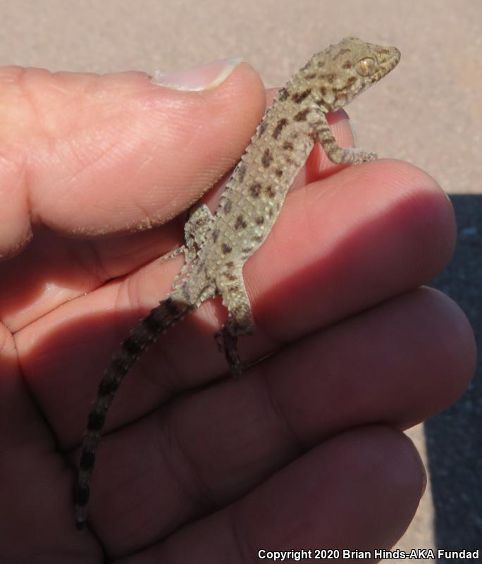 Rough-tailed Gecko (Cyrtopodion scabrum)