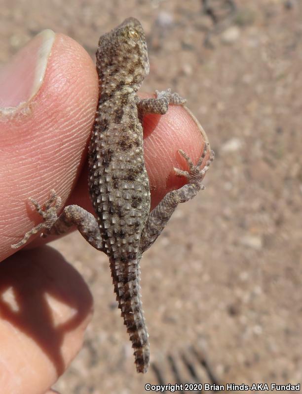 Rough-tailed Gecko (Cyrtopodion scabrum)