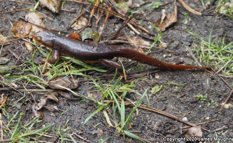 California Newt (Taricha torosa)