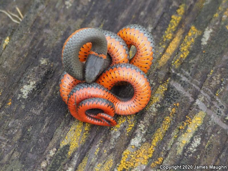 Pacific Ring-necked Snake (Diadophis punctatus amabilis)