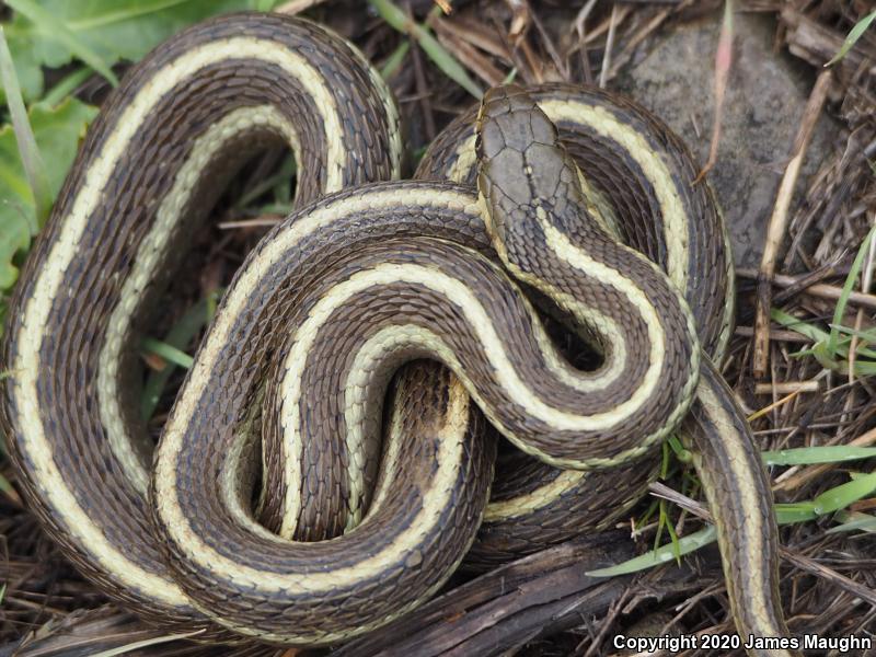 Coast Gartersnake (Thamnophis elegans terrestris)