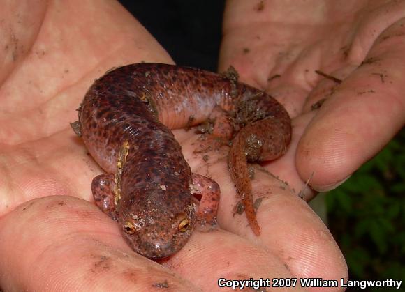 Northern Red Salamander (Pseudotriton ruber ruber)