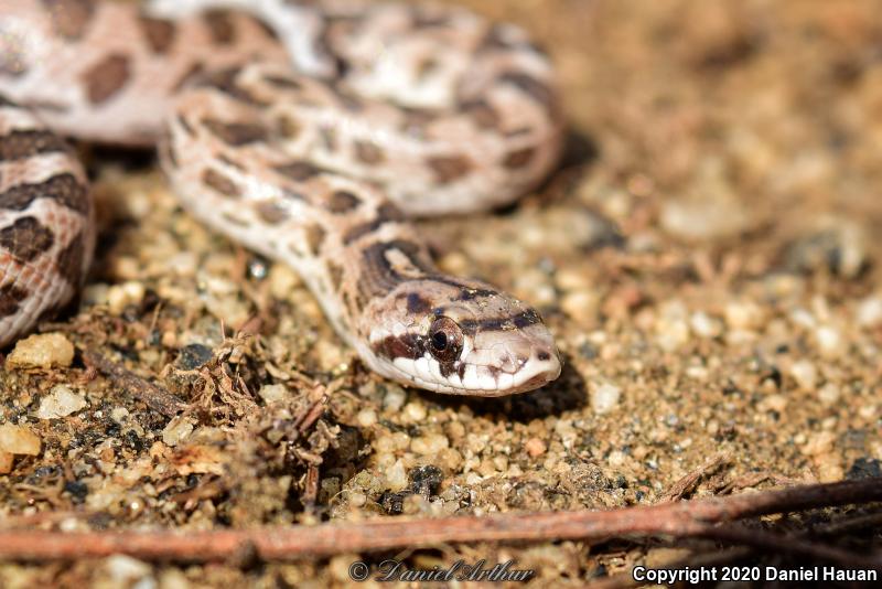 California Glossy Snake (Arizona elegans occidentalis)