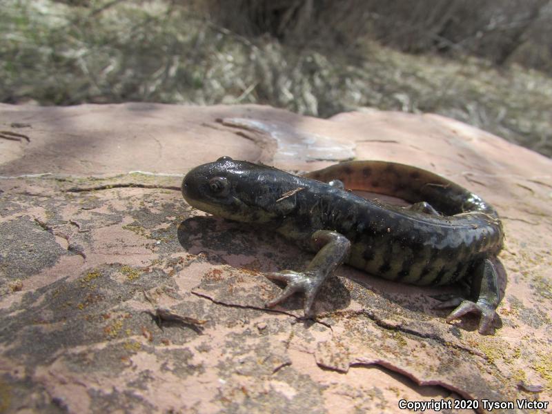 Arizona Tiger Salamander (Ambystoma mavortium nebulosum)