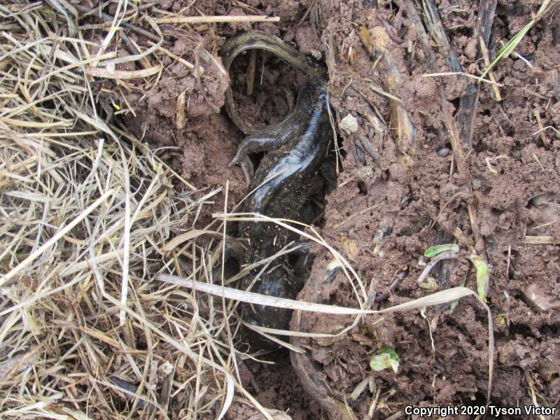 Arizona Tiger Salamander (Ambystoma mavortium nebulosum)