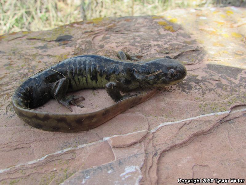 Arizona Tiger Salamander (Ambystoma mavortium nebulosum)