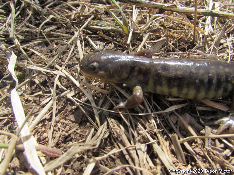 Arizona Tiger Salamander (Ambystoma mavortium nebulosum)