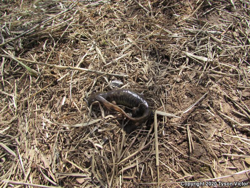 Arizona Tiger Salamander (Ambystoma mavortium nebulosum)