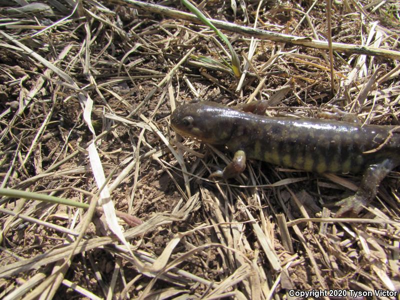 Arizona Tiger Salamander (Ambystoma mavortium nebulosum)