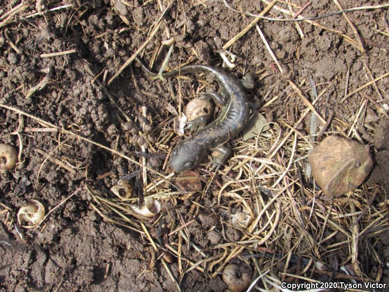 Arizona Tiger Salamander (Ambystoma mavortium nebulosum)