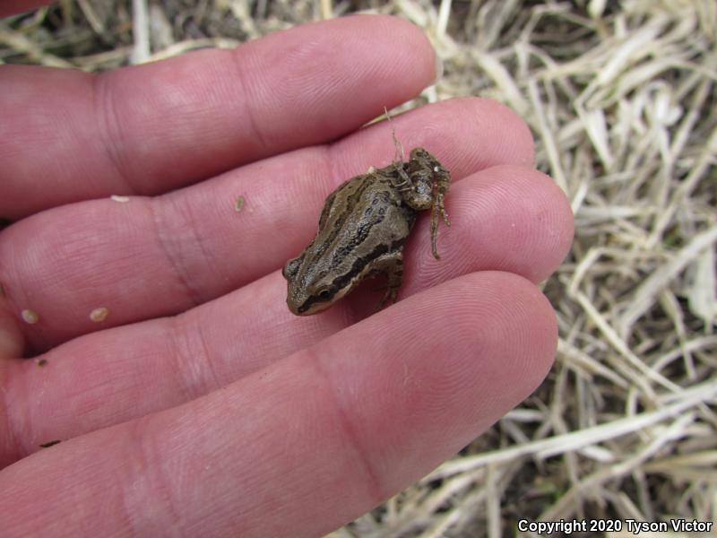 Boreal Chorus Frog (Pseudacris maculata)