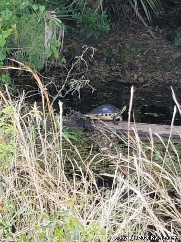 Peninsula Cooter (Pseudemys peninsularis)