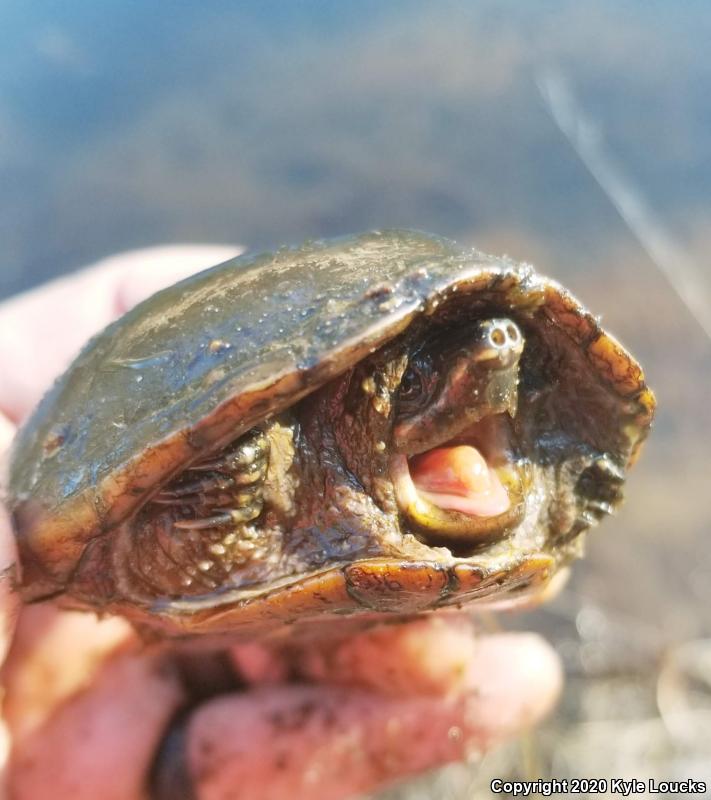 Eastern Musk Turtle (Sternotherus odoratus)