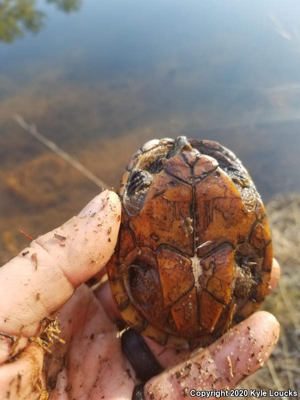 Eastern Musk Turtle (Sternotherus odoratus)