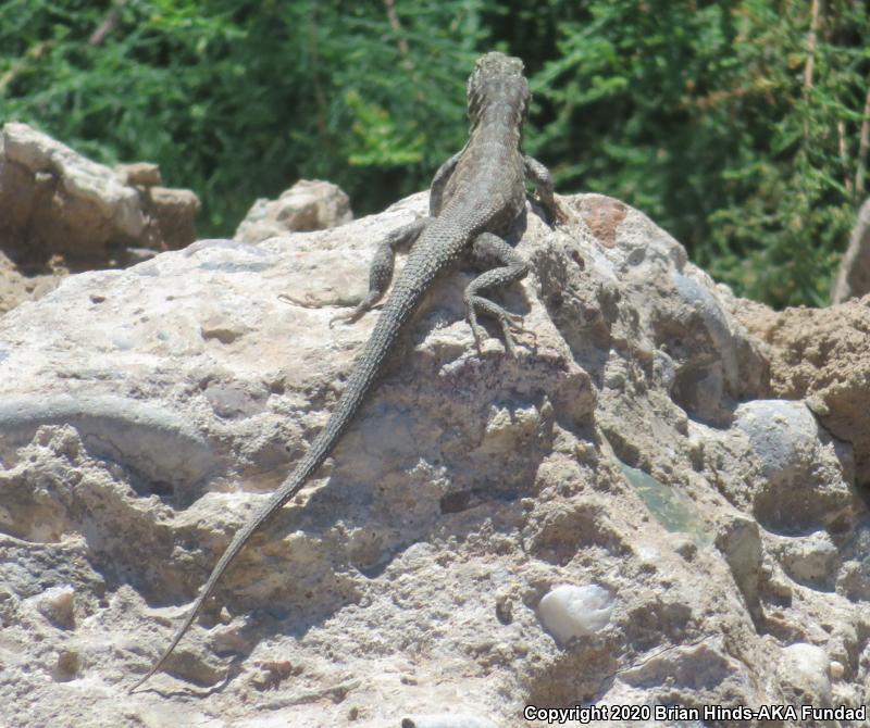 Western Side-blotched Lizard (Uta stansburiana elegans)