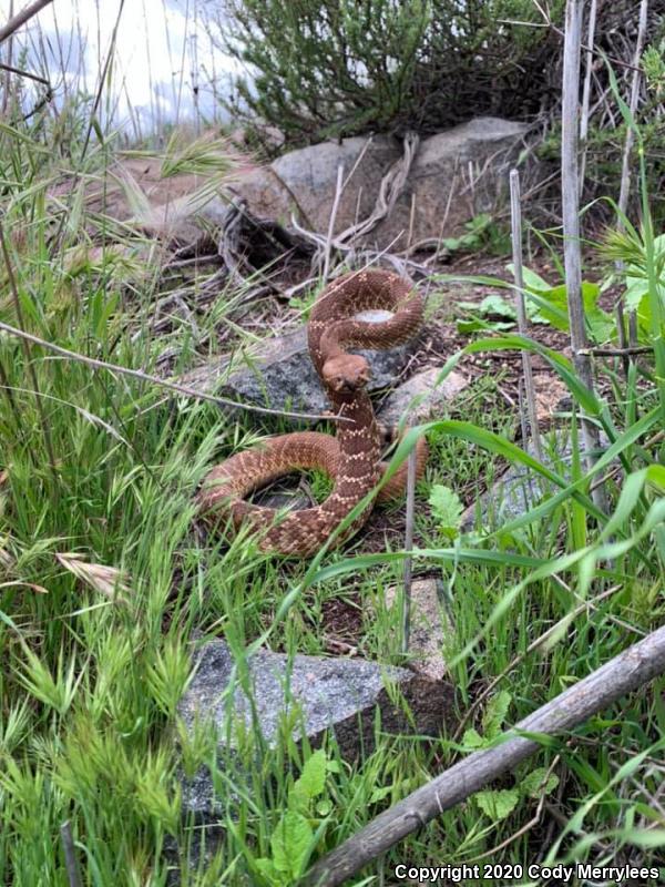 Red Diamond Rattlesnake (Crotalus ruber)