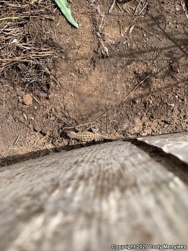 Western Side-blotched Lizard (Uta stansburiana elegans)