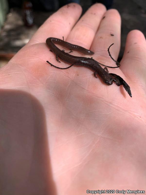 Garden Slender Salamander (Batrachoseps major major)