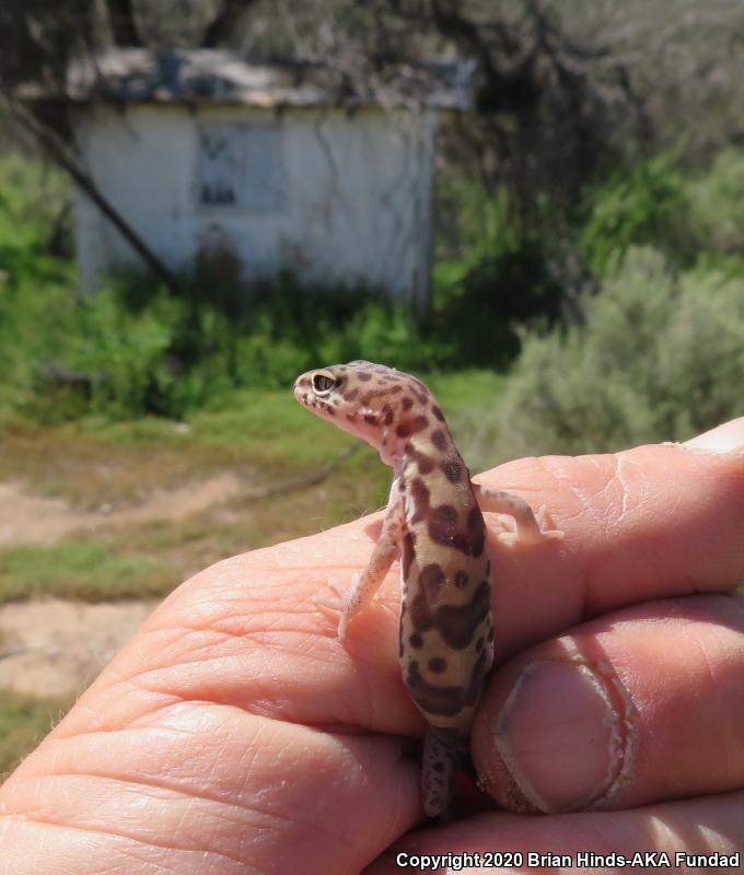 Desert Banded Gecko (Coleonyx variegatus variegatus)