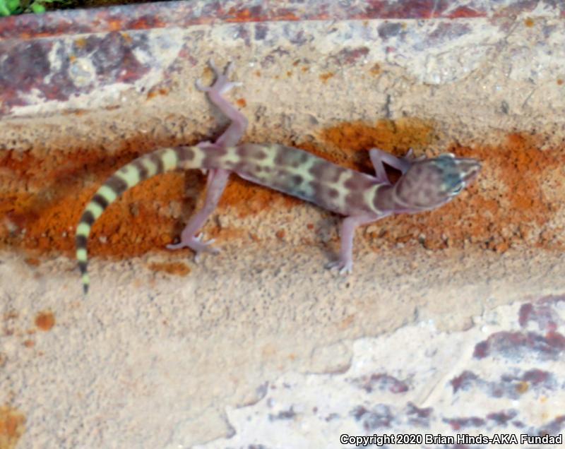 Desert Banded Gecko (Coleonyx variegatus variegatus)