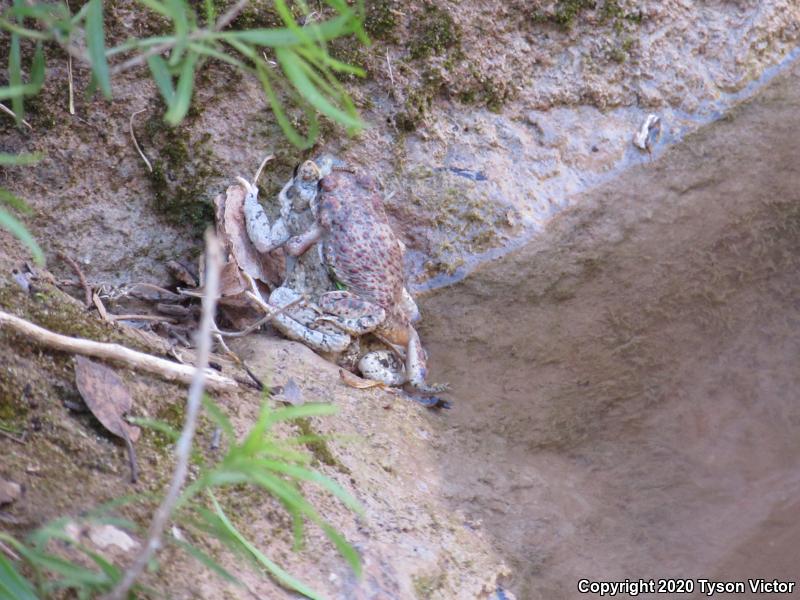 Red-spotted Toad (Anaxyrus punctatus)