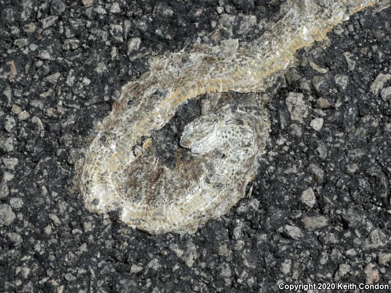 Red Racer (Coluber flagellum piceus)