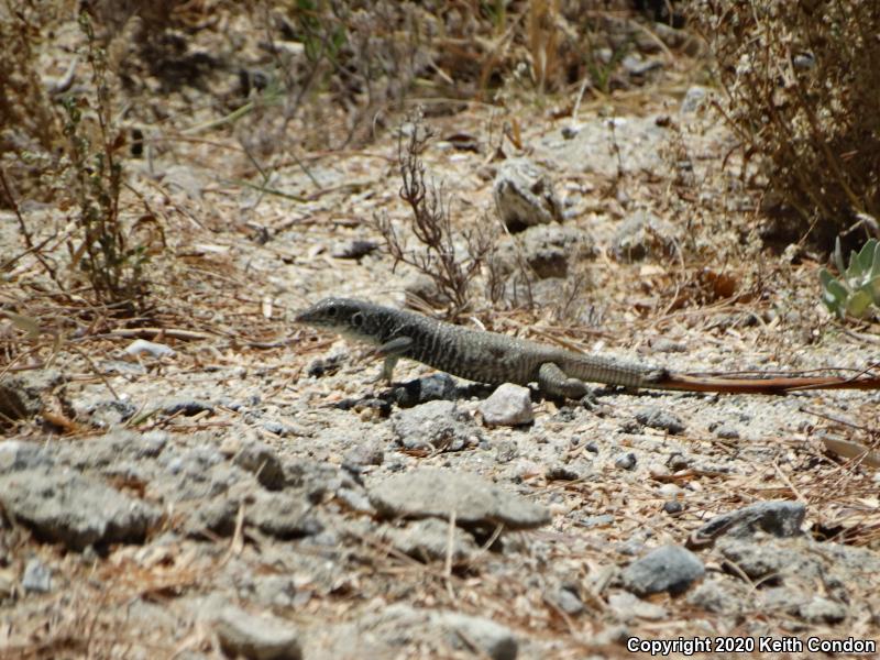 Great Basin Whiptail (Aspidoscelis tigris tigris)