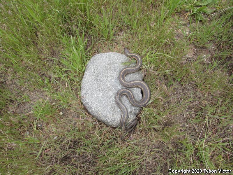 Valley Gartersnake (Thamnophis sirtalis fitchi)