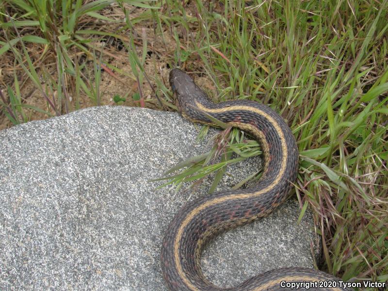 Valley Gartersnake (Thamnophis sirtalis fitchi)