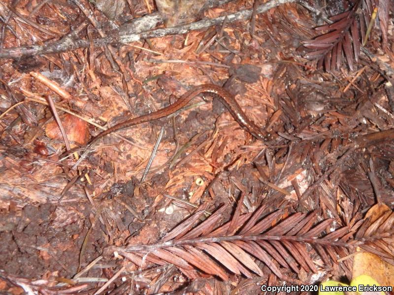 California Slender Salamander (Batrachoseps attenuatus)