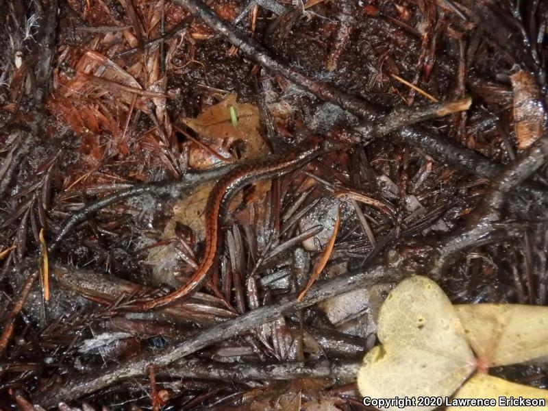 California Slender Salamander (Batrachoseps attenuatus)