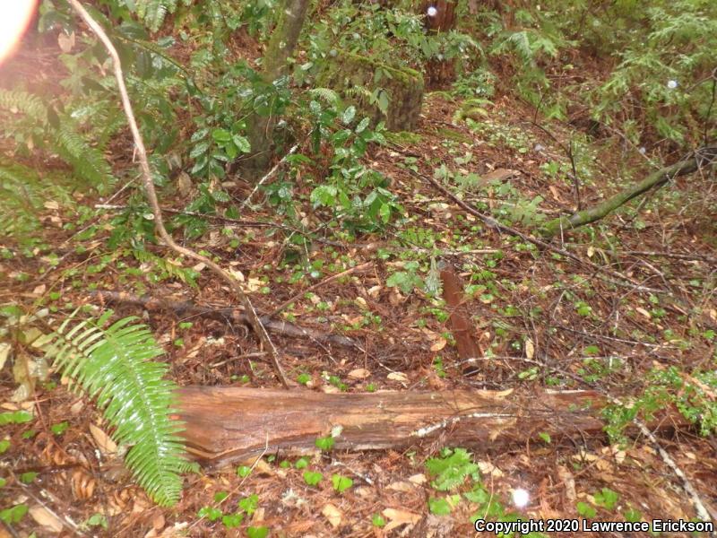 California Slender Salamander (Batrachoseps attenuatus)