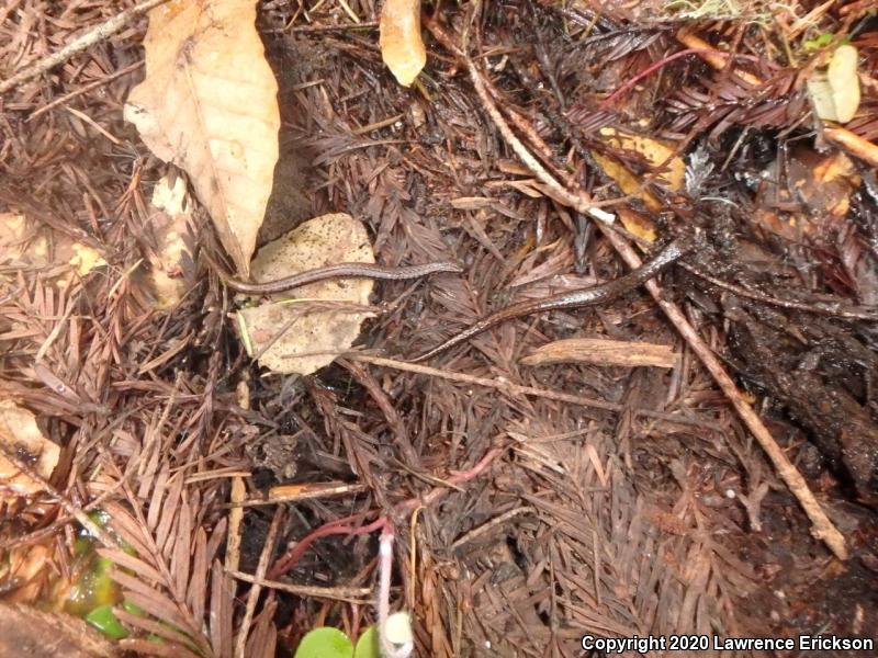 California Slender Salamander (Batrachoseps attenuatus)