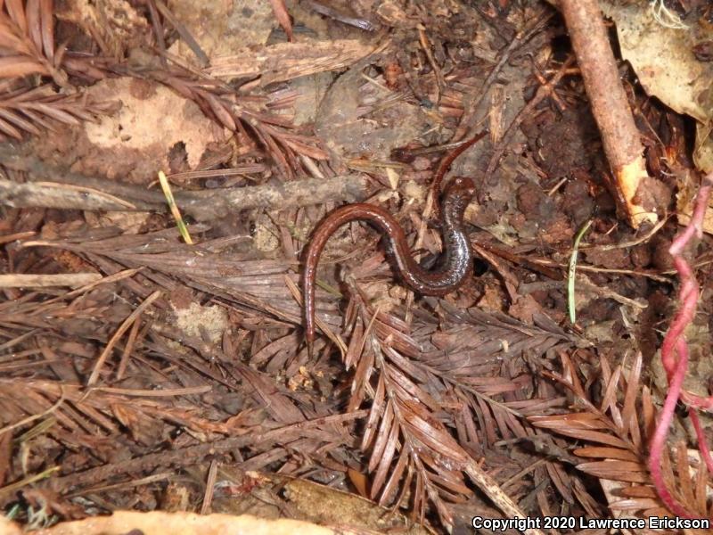 California Slender Salamander (Batrachoseps attenuatus)