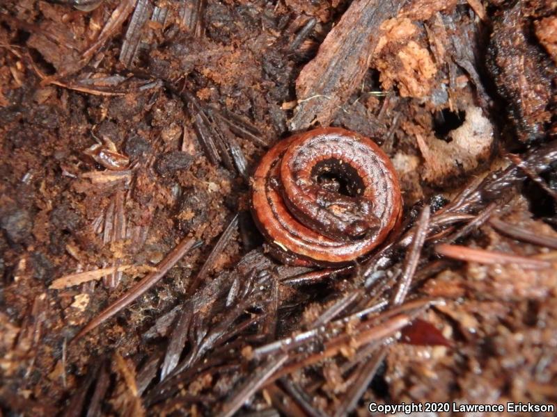 California Slender Salamander (Batrachoseps attenuatus)