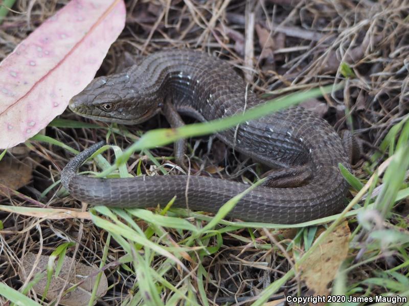 California Alligator Lizard (Elgaria multicarinata multicarinata)