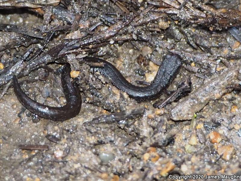 California Slender Salamander (Batrachoseps attenuatus)