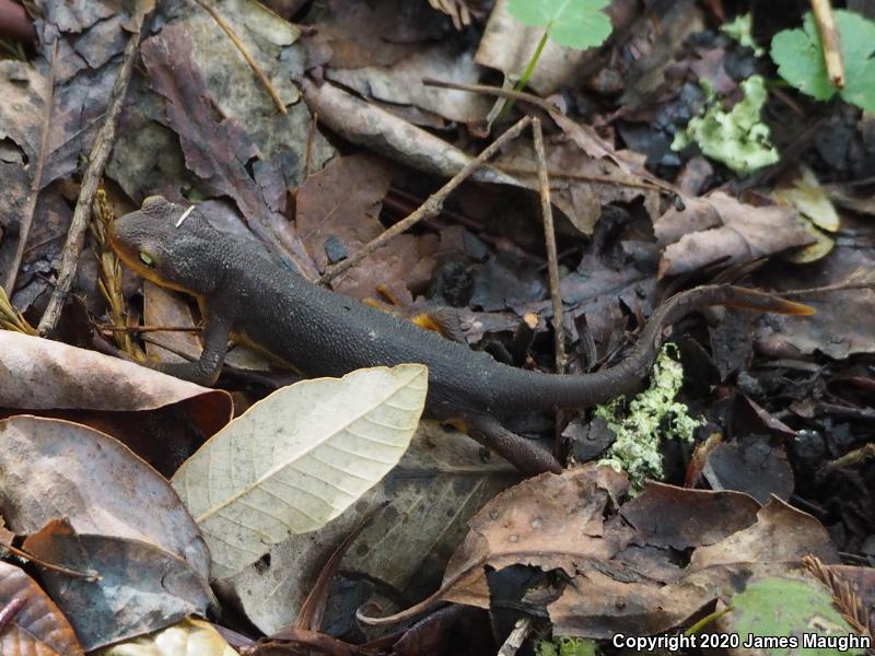 California Newt (Taricha torosa)