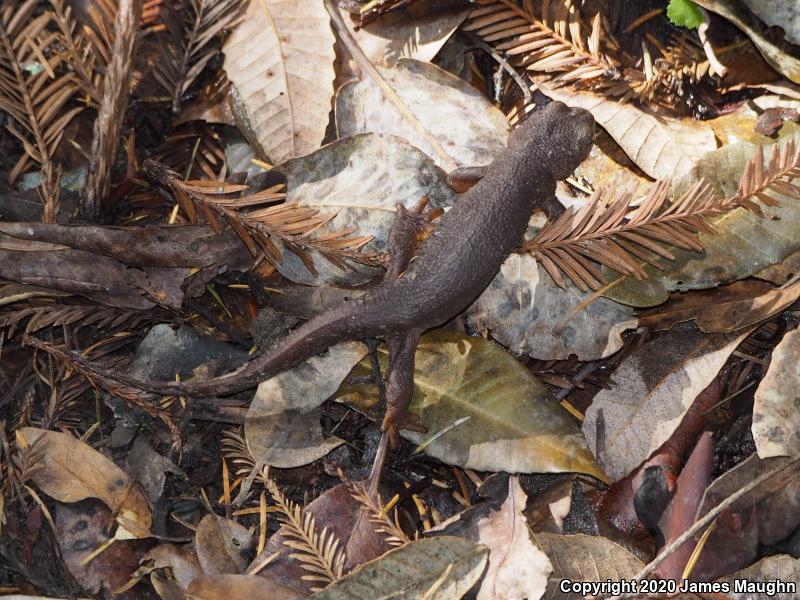 California Newt (Taricha torosa)