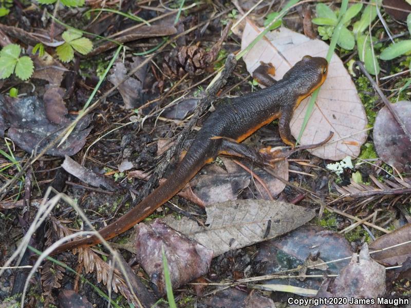 California Newt (Taricha torosa)