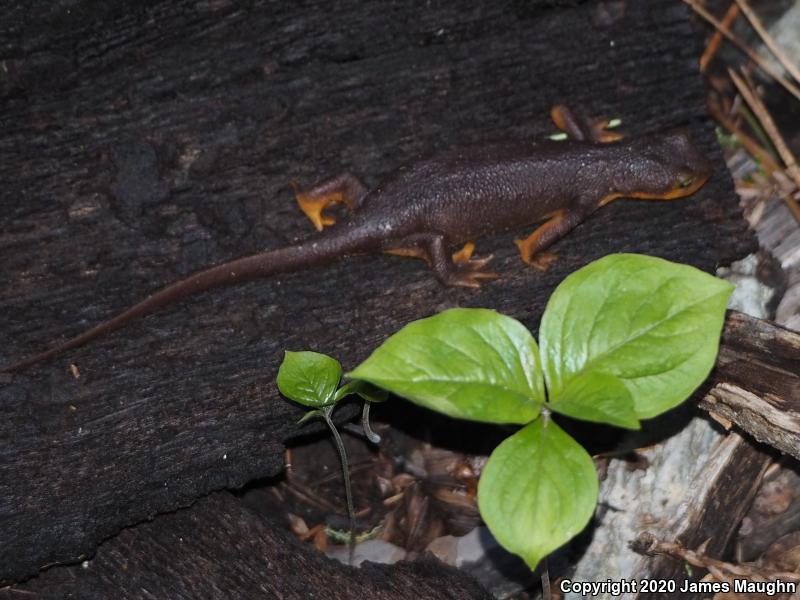 California Newt (Taricha torosa)