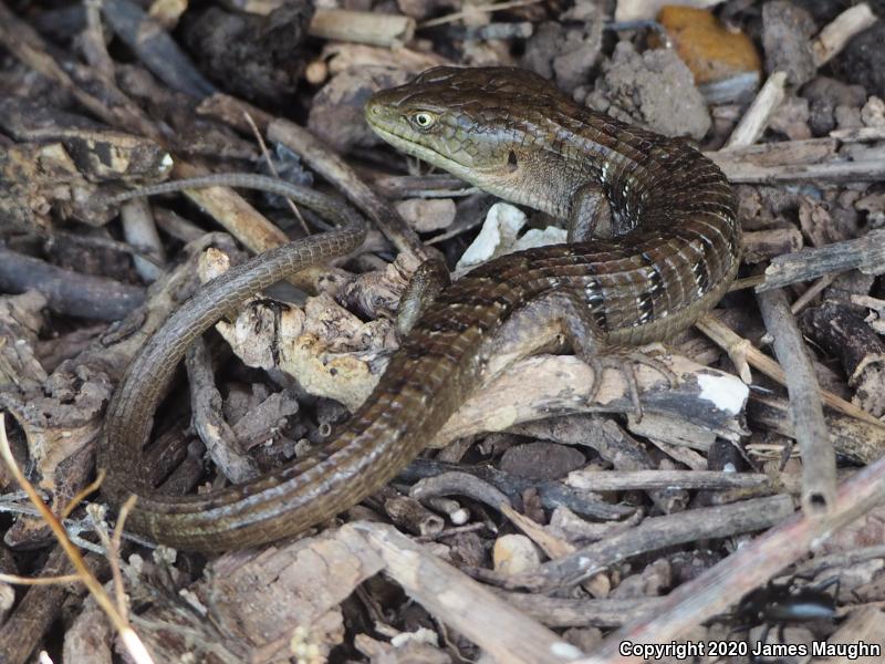 California Alligator Lizard (Elgaria multicarinata multicarinata)